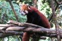 Red Panda in Langtang Region class=