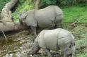 Rhino in Chitwan National Park class=