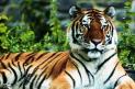 Graceful Tiger in Bardia Natinal Park class=