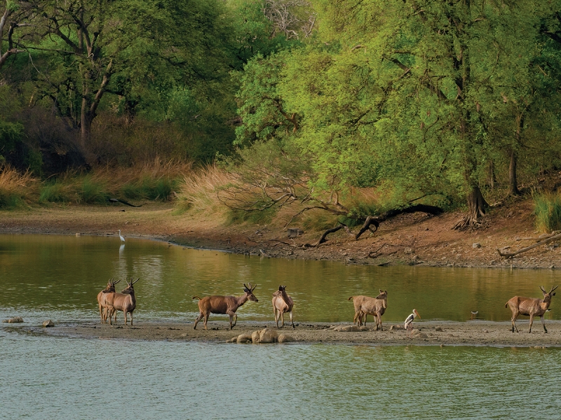 Bardiya 